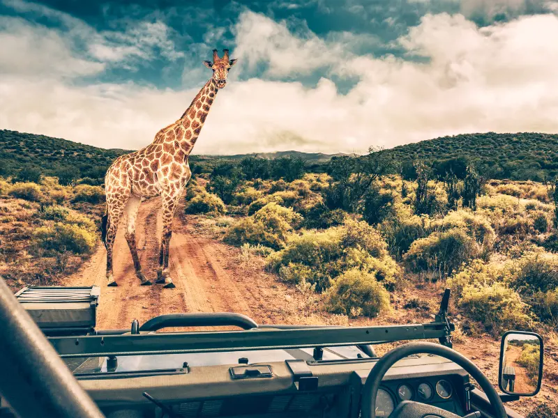 WildLife Safaris